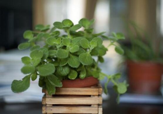 碰碰香為什么一碰就香，其原理主要為葉枕澎壓作用