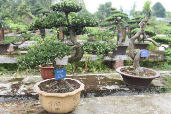 羅漢松的養(yǎng)殖方法，以下6步是關(guān)鍵