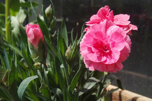 康乃馨怎么養(yǎng)時間比較久