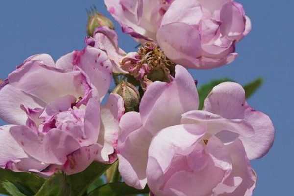 薔薇花為什么不長(zhǎng)了