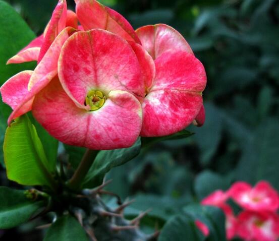 虎刺梅致癌嗎，長期接觸導(dǎo)致人們身體細(xì)胞癌變