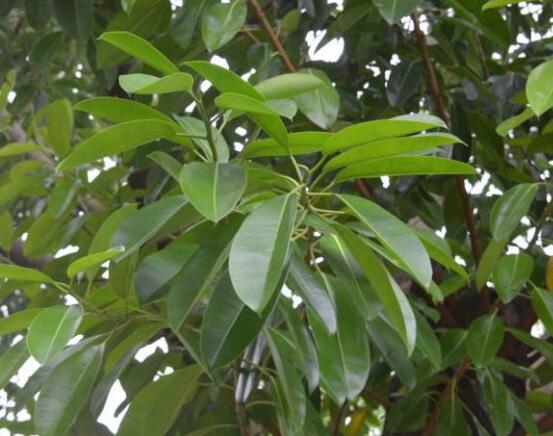 橡皮樹喜歡什么肥料，氮肥為主、磷鉀肥為輔