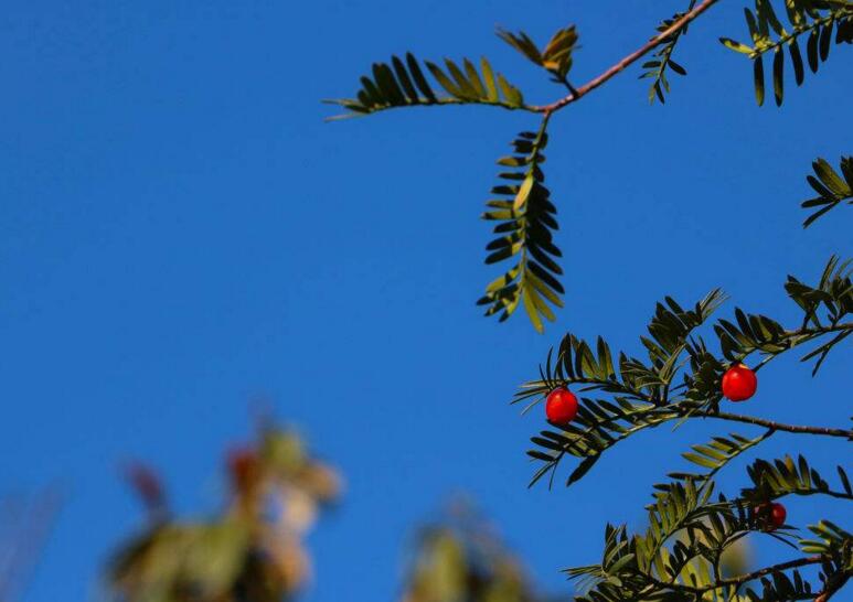 家里養(yǎng)紅豆杉樹好嗎，好/放在家中的這幾個方位上最好