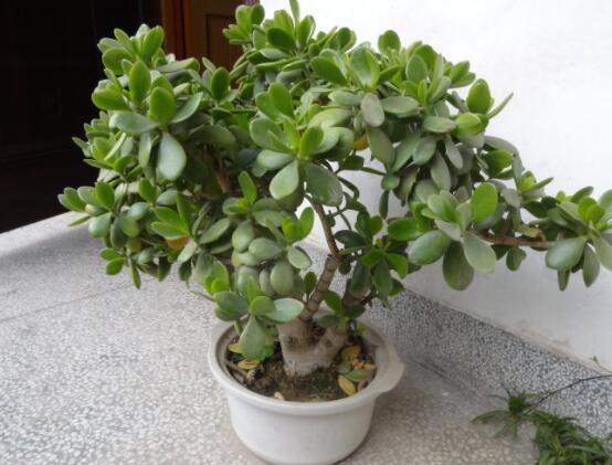 燕子掌葉片發(fā)軟怎么辦，多半是澆水和盆土不當導致