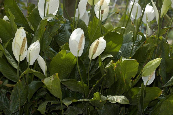 一帆風(fēng)順蔫了怎么補(bǔ)救