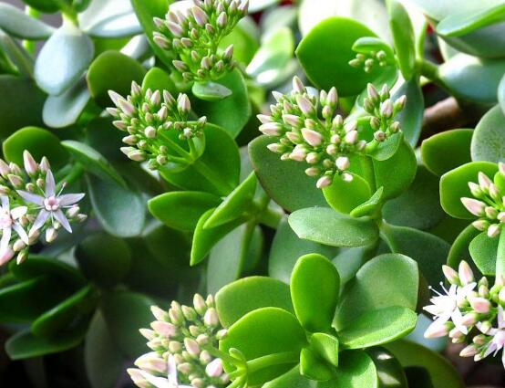 玉樹(shù)花盆景圖片大全，每個(gè)盆景都玉樹(shù)臨風(fēng)、多姿多彩