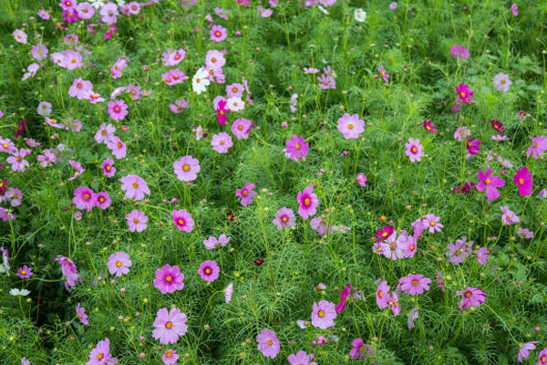 波斯菊的養(yǎng)殖方法和注意事項