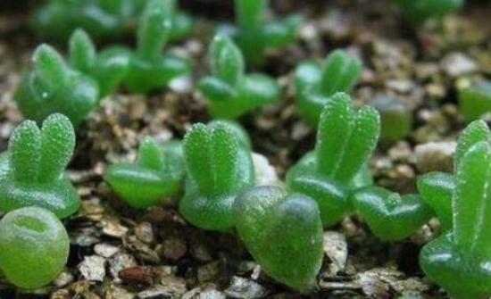 碧光環(huán)多肉怎么養(yǎng)，注意土壤透氣性、控水控溫度