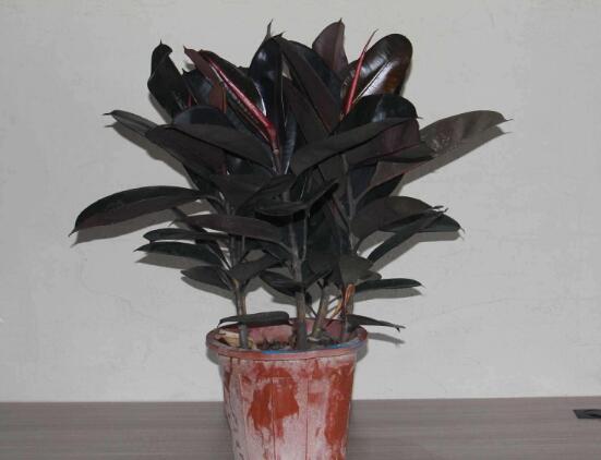 橡皮樹的擺放位置，教你四個(gè)擺放好地方(客廳/大廳/書房/辦公室)