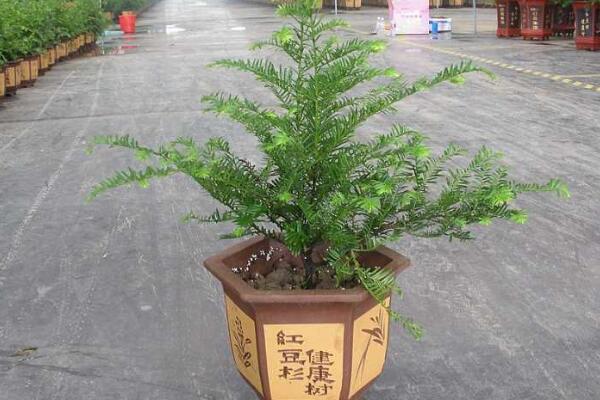 家里養(yǎng)紅豆杉吉利嗎，代表健康、長壽和不朽
