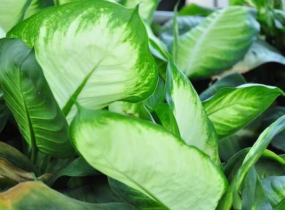 萬年青的象征意義，象征著健康長壽，福如東海