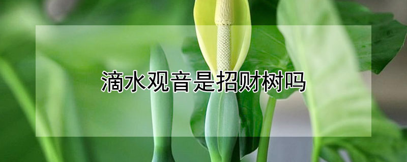滴水觀音是招財(cái)樹嗎