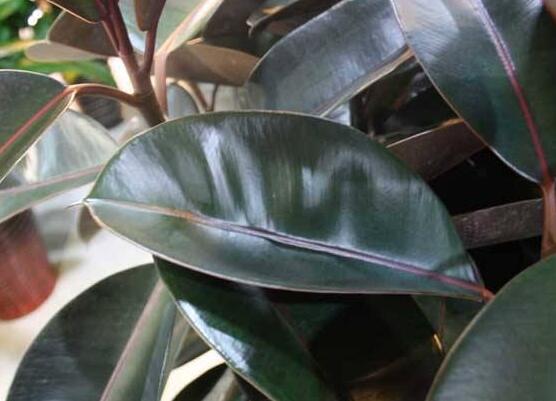 橡皮樹常見品種，盤點(diǎn)最好看的五大種類