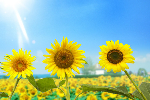 向日葵什么時(shí)候成熟