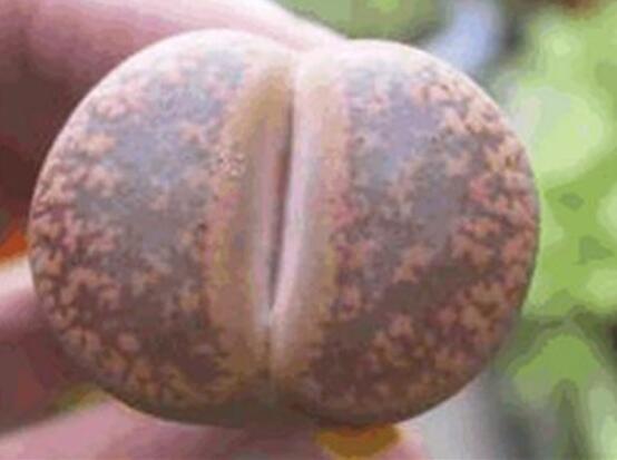 生石花怎么水培，教你四個基本步驟快速水培生根