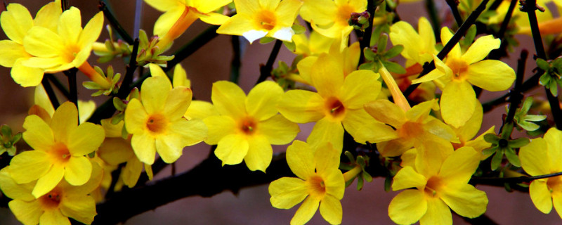 迎春花葉子發(fā)黃怎么回事