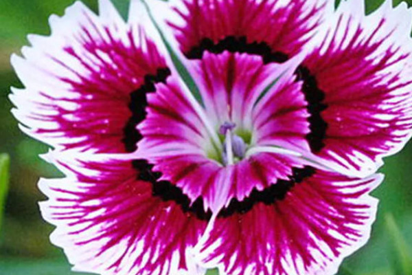 康乃馨水養(yǎng)底怎么剪