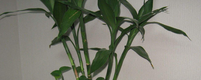 富貴竹長(zhǎng)彎了怎么辦