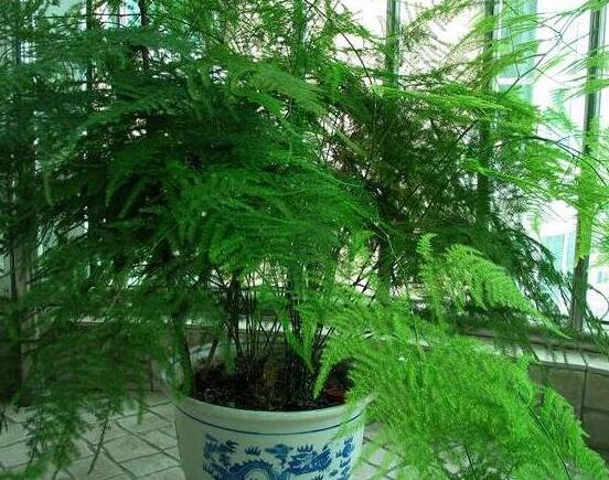 文竹肥料有哪些，餅肥、無(wú)機(jī)復(fù)合肥、液肥為主(枝繁葉茂)