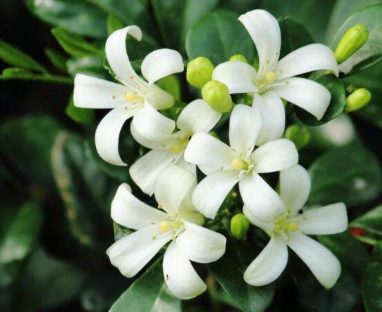 九里香花有毒嗎，無毒/制作香精香料、泡茶泡酒喝