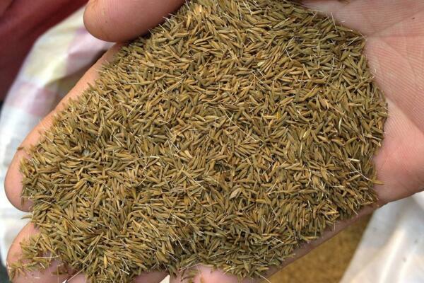 蒲公英什么時候種植，春秋季節(jié)種植成活率最高