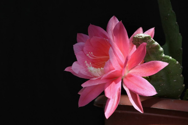 令箭荷花的養(yǎng)殖方法和注意事項，保障優(yōu)良的通風(fēng)性