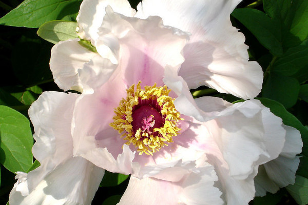 地栽芍藥花的養(yǎng)殖方法