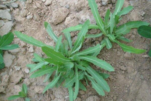 蒲公英和苦菜的區(qū)別，可以通過(guò)花、葉進(jìn)行區(qū)分