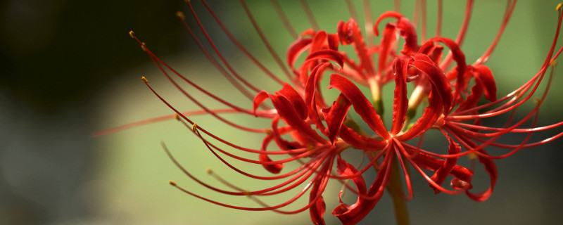 彼岸花澆水注意事項(xiàng)