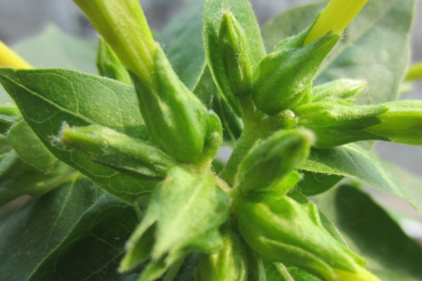 銀邊萬年青的養(yǎng)殖方法