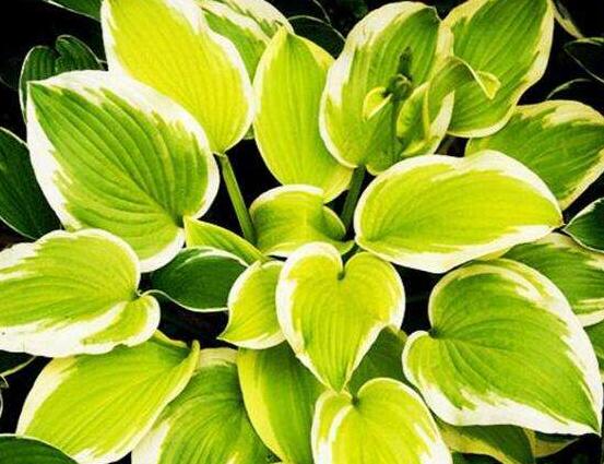 厚葉萬年青有毒嗎，誤食致人聲帶變啞、胃腸腫痛