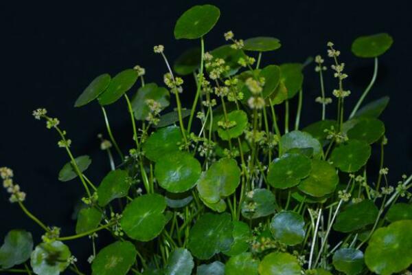 銅錢草開(kāi)花了怎么辦，分為留種處理和不留種處理