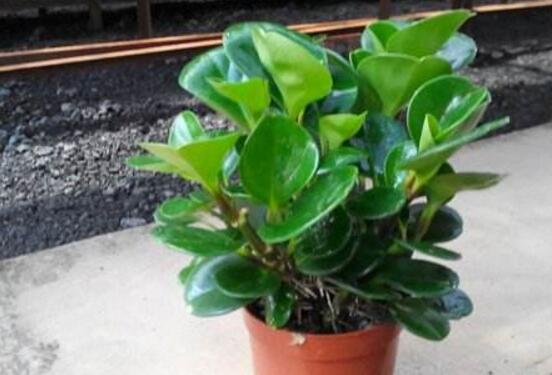 植物碧玉的風(fēng)水作用，舒緩心靈、增強(qiáng)運(yùn)勢