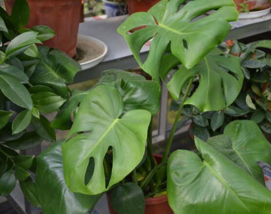 龜背竹滴的水有毒嗎，有毒/皮膚接觸會導(dǎo)致刺痛灼傷