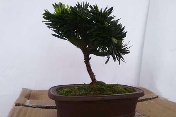 小羅漢松能長(zhǎng)大嗎，能長(zhǎng)大但生長(zhǎng)速度施肥緩慢