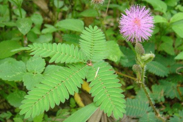 含羞草怎么養(yǎng)長(zhǎng)得快