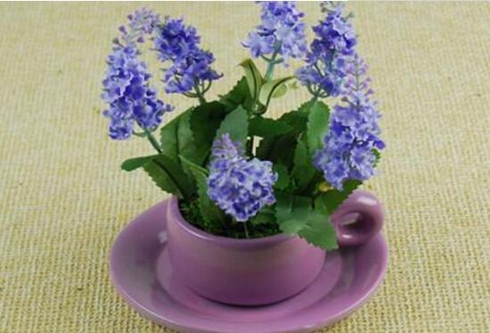 薰衣草怎么養(yǎng)比較好，薰衣草的養(yǎng)殖方法