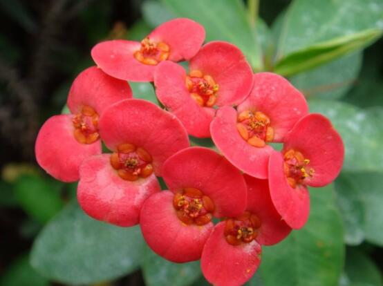 虎刺梅擺放風(fēng)水，陽臺與庭院風(fēng)水寓意最好(避兇化煞)