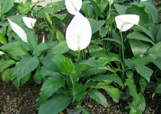 一帆風(fēng)順澆什么水好，澆淘米水、池塘水使枝葉青翠碧綠