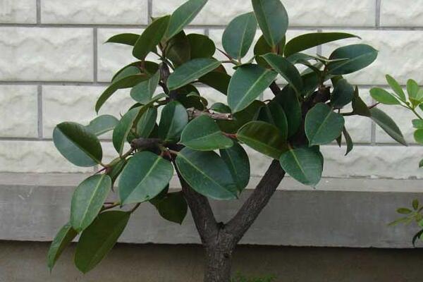 橡皮樹如何砍頭，砍頭之后要用蠟油封住傷口