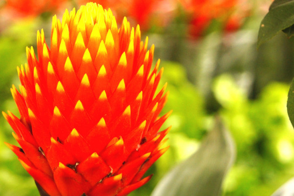 鴻運(yùn)當(dāng)頭幼苗怎么移栽