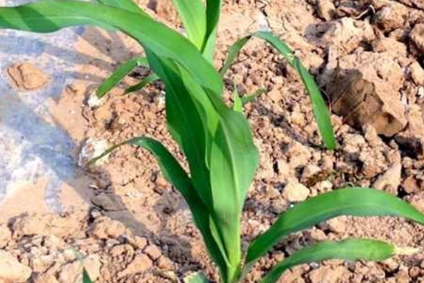 玉米苗生長緩慢什么原因