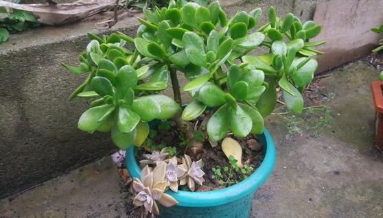 玉樹(shù)常見(jiàn)的病蟲(chóng)害防治，教你四種辦法簡(jiǎn)單學(xué)會(huì)