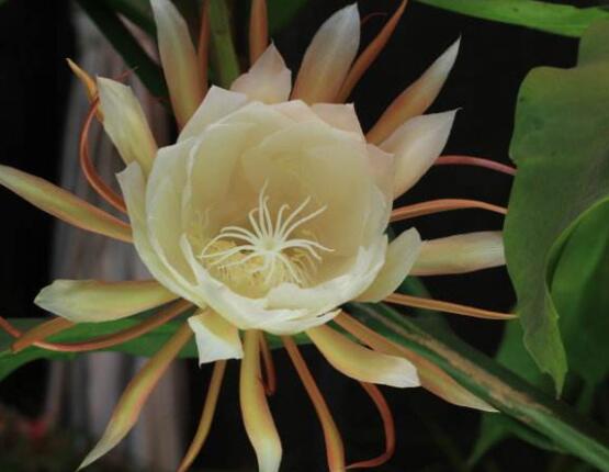 曇花多長時間澆水，只需要保證盆土微濕潤環(huán)境即可