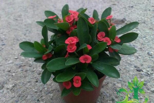 虎刺梅致癌真的假的，養(yǎng)殖虎刺梅的土壤含有致癌物質(zhì)