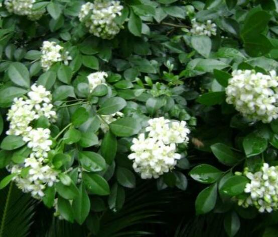 九里香的養(yǎng)殖方法和注意事項，老農總結出七大養(yǎng)殖基本方法