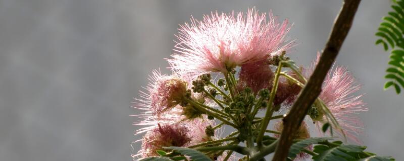 榕樹(shù)開(kāi)花嗎