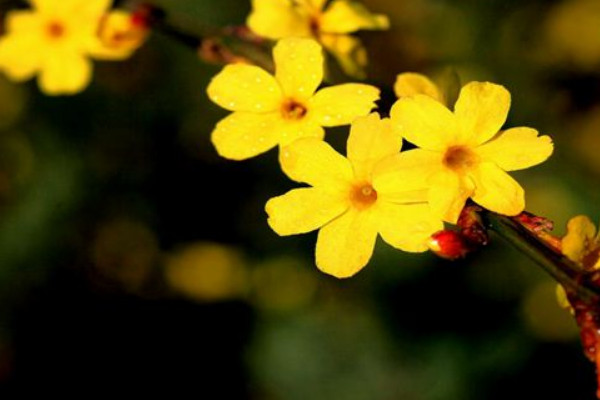 怎么區(qū)分迎春品種