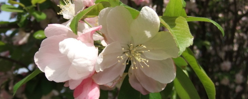 盆栽迎春花長期放室內(nèi)可以嗎