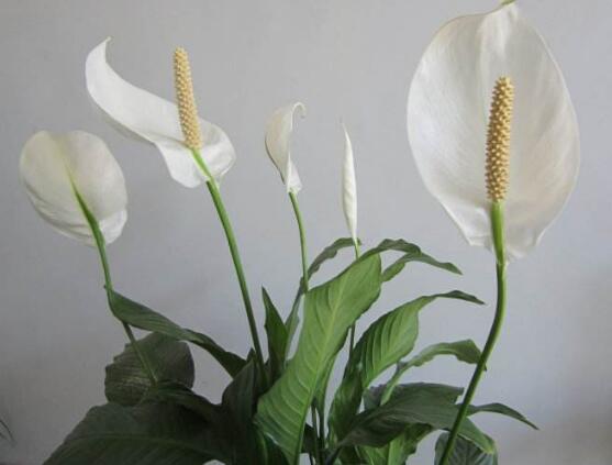 一帆風(fēng)順的花粉有毒嗎，花粉無(wú)毒汁液有毒